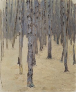 Pine forest in winter