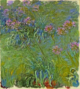 Agapanthus Flowers