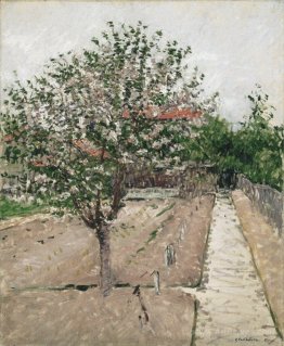 Apple Tree in Blossom