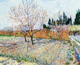 Orchard with Peach Trees in Blossom