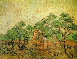 Olive Picking