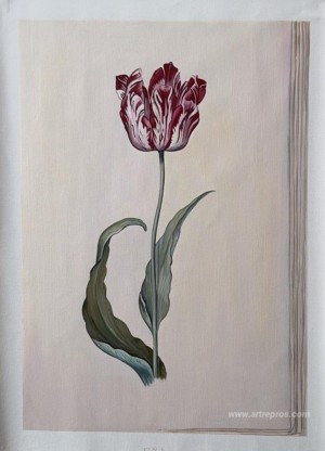 Tulip