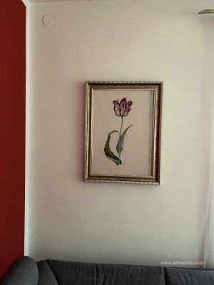 Tulip