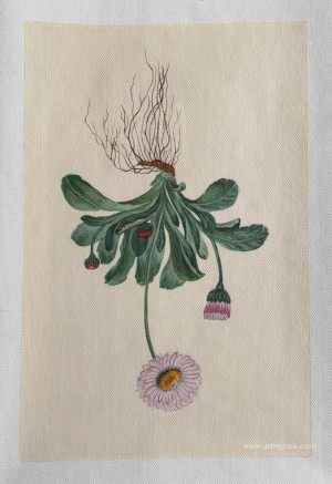 Flowers with Roots