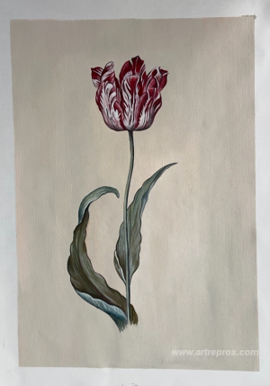 Tulip